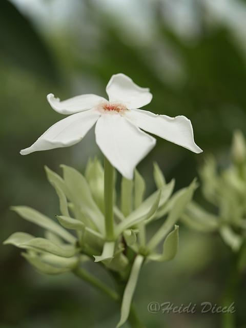 Lagenandra ovata.JPG